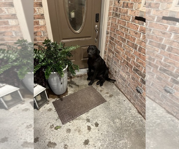 Medium Photo #1 Labrador Retriever Puppy For Sale in SABETHA, KS, USA