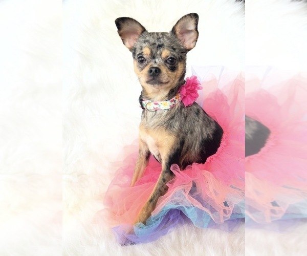 Medium Photo #7 Chihuahua Puppy For Sale in SACRAMENTO, CA, USA