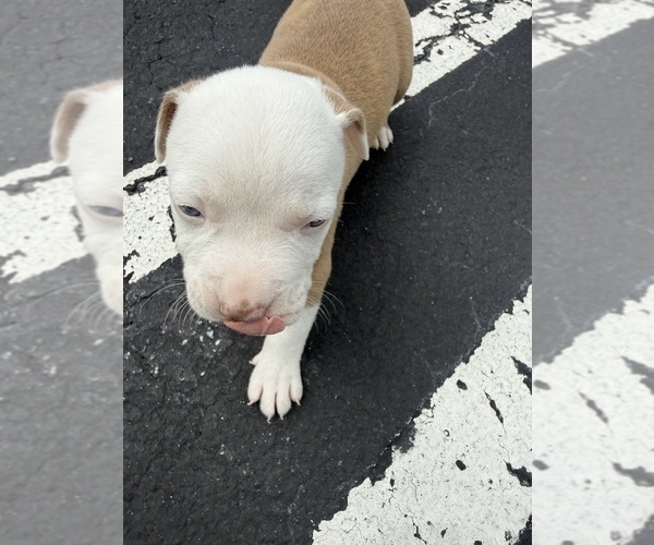 Medium Photo #2 American Bully Puppy For Sale in DECATUR, GA, USA