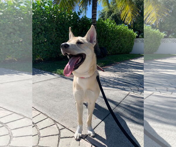 Medium Photo #2 Siberian Husky-Unknown Mix Puppy For Sale in Miami, FL, USA