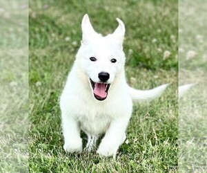 German Shepherd Dog Puppy for sale in CARDINGTON, OH, USA