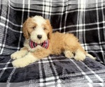 Small #4 Cavapoo (Miniature)