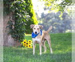 Small #5 Labrador Retriever Mix