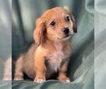 Small #2 Dachshund Mix