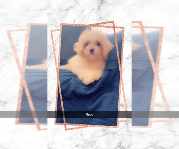 Medium Photo #12 Maltipoo (Miniature) Puppy For Sale in HIGH POINT, NC, USA