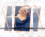 Small Photo #12 Maltipoo (Miniature) Puppy For Sale in HIGH POINT, NC, USA
