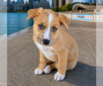 Small Catahoula Leopard Dog Mix