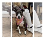 Small Photo #3 Mutt Puppy For Sale in Mooresville, NC, USA