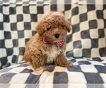 Small Photo #1 Bichpoo Puppy For Sale in LAKELAND, FL, USA