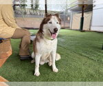 Barry - Male Siberian Husky Dog for Adoption - Small photo