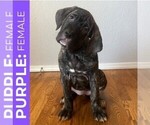 Puppy Purple Cane Corso