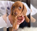 Small #1 Dachshund