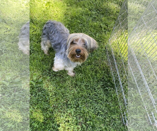 Medium Photo #2 Mutt Puppy For Sale in Hillsboro, MO, USA