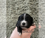 Puppy 4 Shih Tzu-ShihPoo Mix