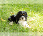 Small #3 Cocker Spaniel