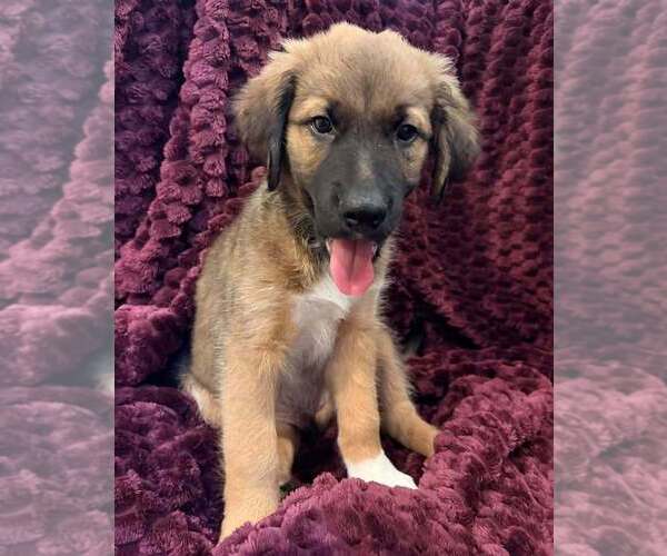 Medium Photo #2 Mutt Puppy For Sale in Candler, NC, USA