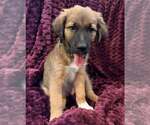Small Photo #2 Mutt Puppy For Sale in Candler, NC, USA