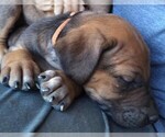 Small Photo #6 Rhodesian Ridgeback Puppy For Sale in ROCHESTER, WA, USA