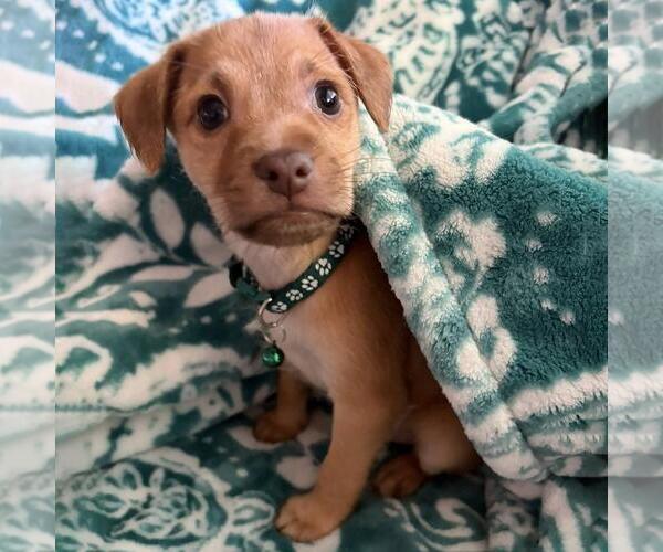 Medium Photo #4 Mutt Puppy For Sale in San Diego, CA, USA