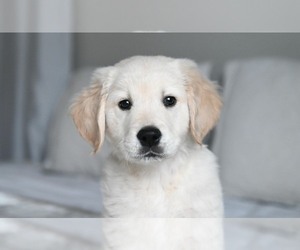Golden Retriever Puppy for sale in OTTUMWA, IA, USA