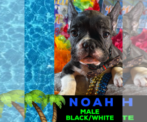 French Bulldog Puppy for sale in HEATHROW, FL, USA