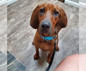 Bloodhound-Bluetick Coonhound Mix Dogs for adoption in Cottonwood, AZ, USA