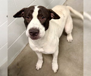 American Staffordshire Terrier-Unknown Mix Dogs for adoption in Tavares, FL, USA