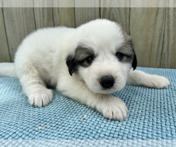 Medium Photo #24 Great Pyrenees Puppy For Sale in JERSEYVILLE, IL, USA