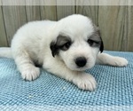 Small Photo #24 Great Pyrenees Puppy For Sale in JERSEYVILLE, IL, USA