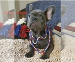 Puppy 2 French Bulldog