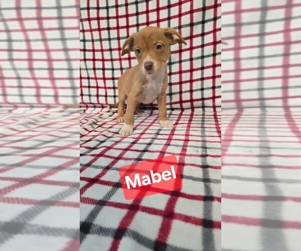 Medium Photo #1 Mutt Puppy For Sale in Foristell, MO, USA