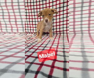 Mutt Dogs for adoption in Foristell, MO, USA