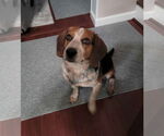 Small #7 Beagle