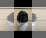 Small Photo #8 Poodle (Standard) Puppy For Sale in VENETA, OR, USA