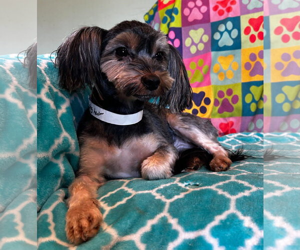 Medium Photo #9 Mutt Puppy For Sale in Pacolet, SC, USA