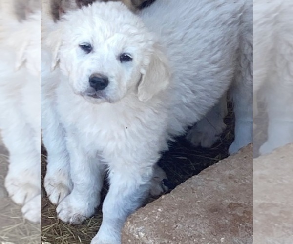 Medium Photo #2 Great Pyrenees Puppy For Sale in AGRA, OK, USA