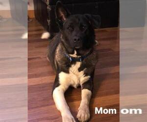 Mother of the Akita puppies born on 05/06/2019