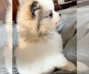 Pomeranian Puppy for sale in LISLE, IL, USA
