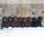 Small #1 Labrador Retriever