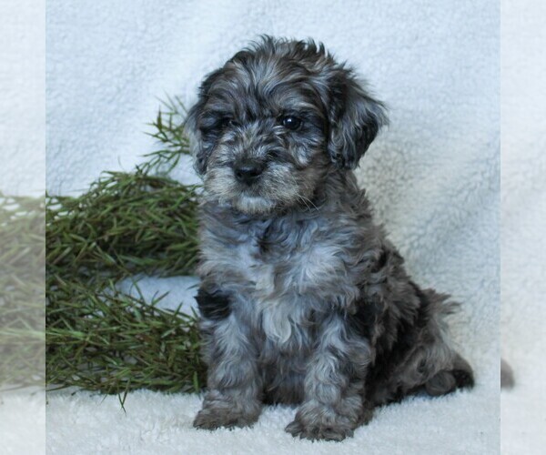 Medium Photo #5 Goldendoodle-Poodle (Miniature) Mix Puppy For Sale in LITITZ, PA, USA