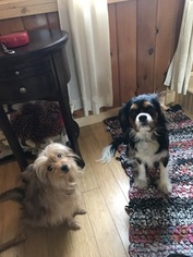 Father of the Cavalier King Charles Spaniel-Shorkie Tzu Mix puppies born on 10/01/2018