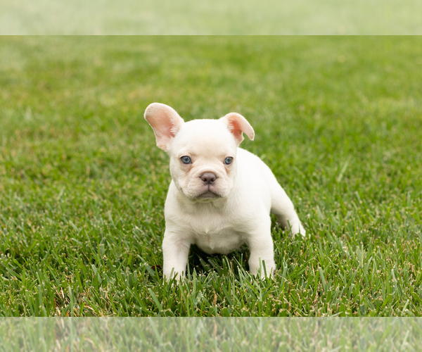 Medium Photo #4 French Bulldog Puppy For Sale in NAPPANEE, IN, USA