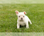 Small #3 French Bulldog