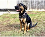 Small #3 Rottweiler Mix