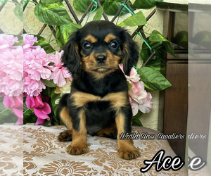 Cavalier King Charles Spaniel Puppy for sale in MIAMI, FL, USA