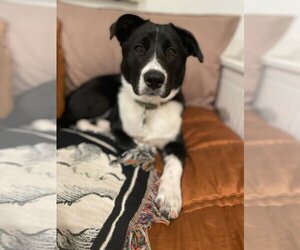 Border Collie-Unknown Mix Dogs for adoption in Oceanside, CA, USA