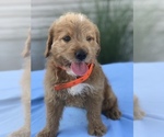 Small Photo #2 Miniature Labradoodle Puppy For Sale in BOWLING GREEN, KY, USA
