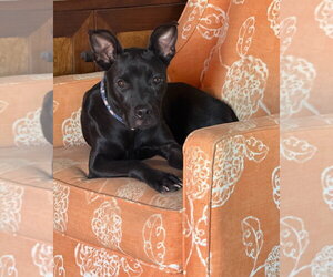 Nyx - Female Labrador Retriever-Unknown Mix Dog for Adoption - Photo #3