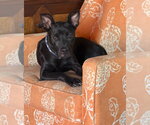 Small Photo #3 Labrador Retriever-Unknown Mix Puppy For Sale in Canton, CT, USA