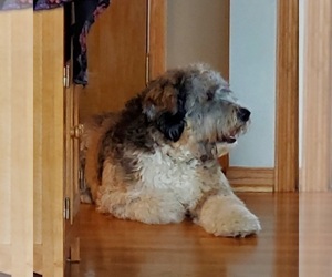 Bernedoodle Litter for sale in WATERTOWN, WI, USA
